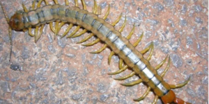 Eğer Evde kırkayak bulursanız iş’te anlamı…