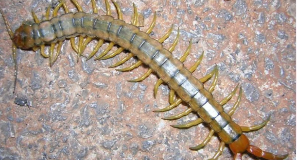 Eğer Evde kırkayak bulursanız iş’te anlamı…