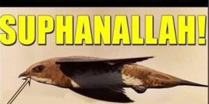 Ebabil Kuşunu duymayanınız yoktur.